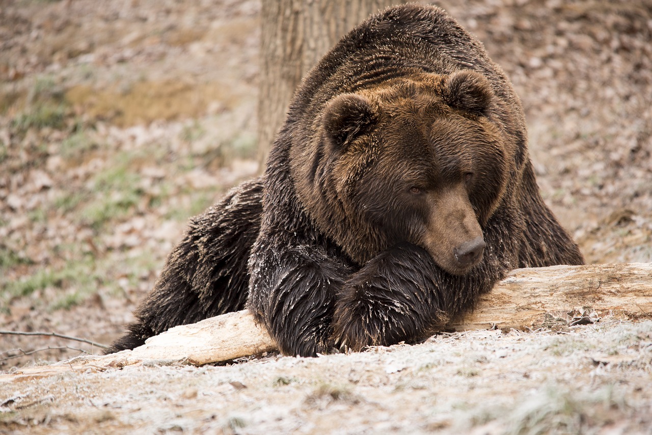 Image - bear brown bear wildlife nature