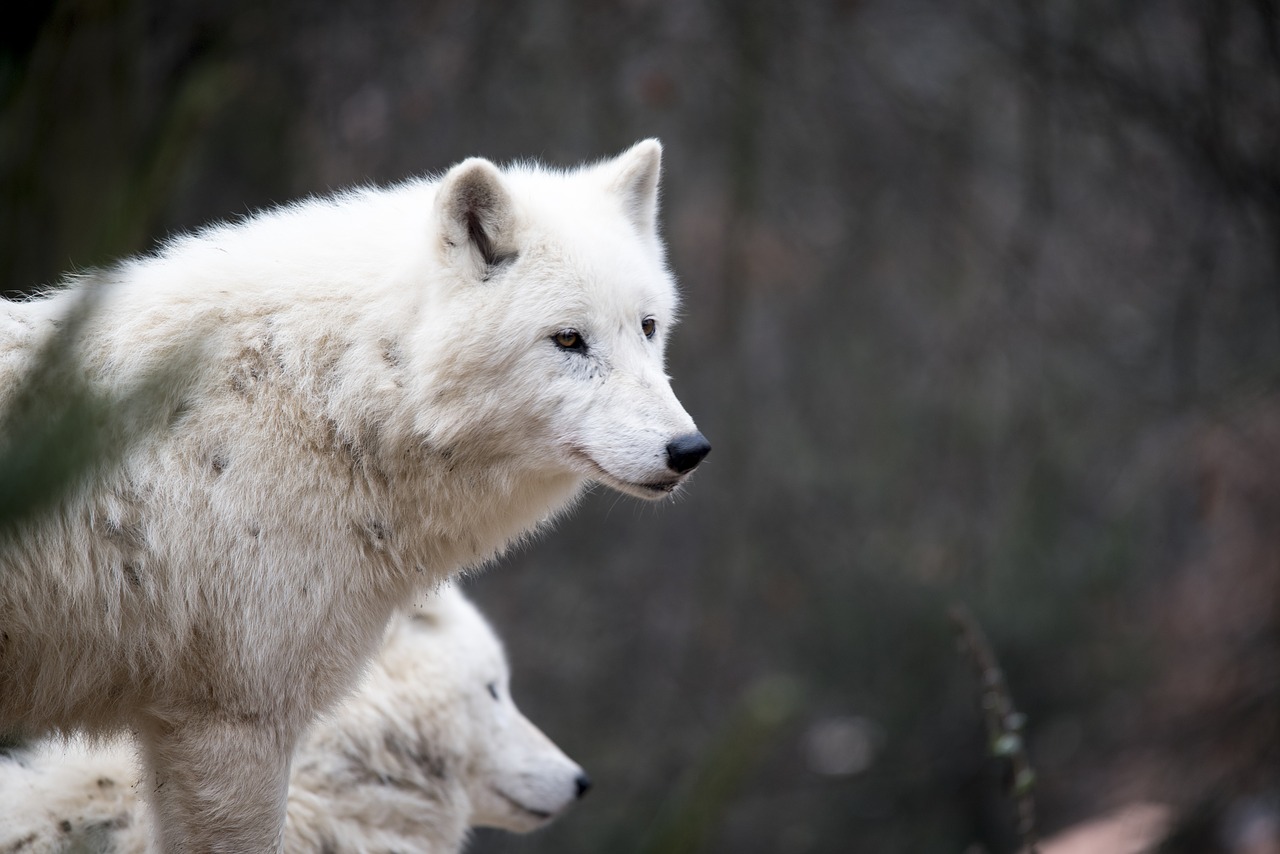 Image - white wolf wolf nature predator