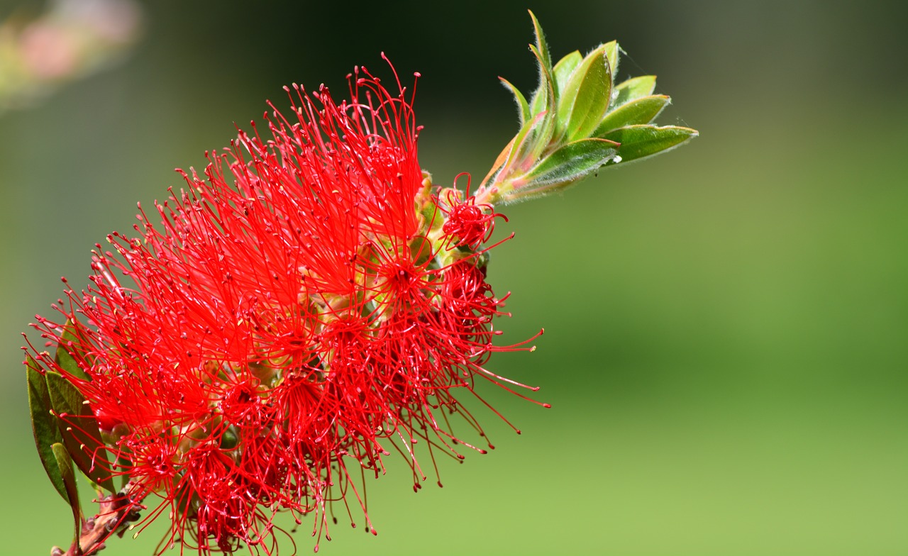 Image - callistemon brush long fluffy