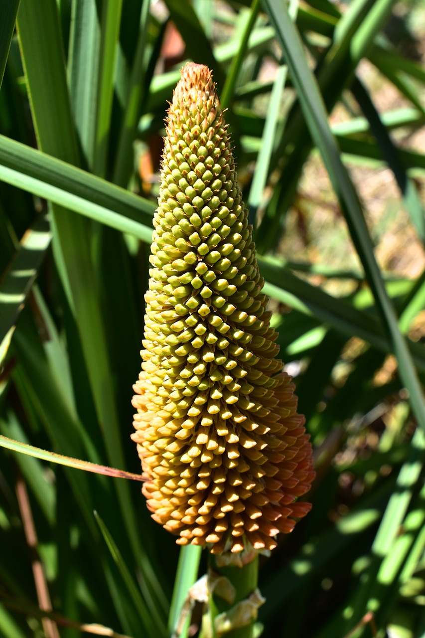 Image - kniphofia flower nature torch