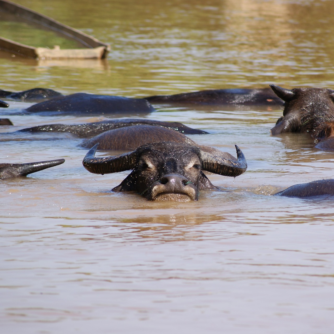 Image - water buffalo nature mammal