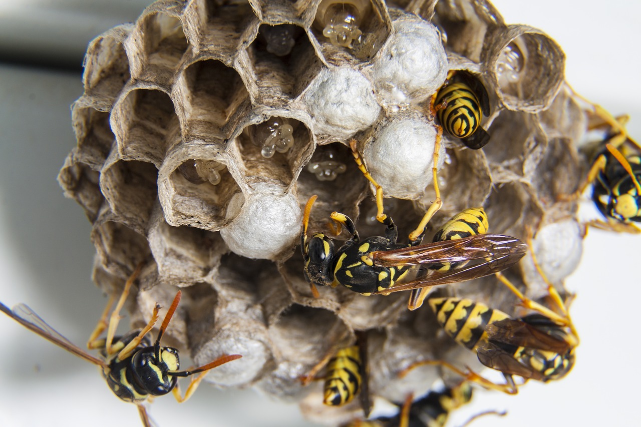 Image - swarm wasps diaper wasps  nest