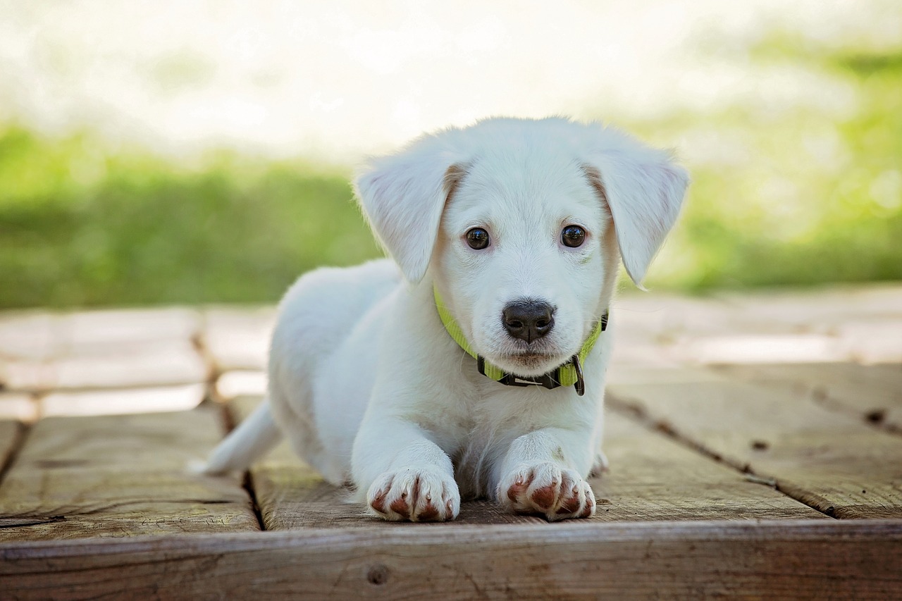 Image - puppy dog pet animal cute white