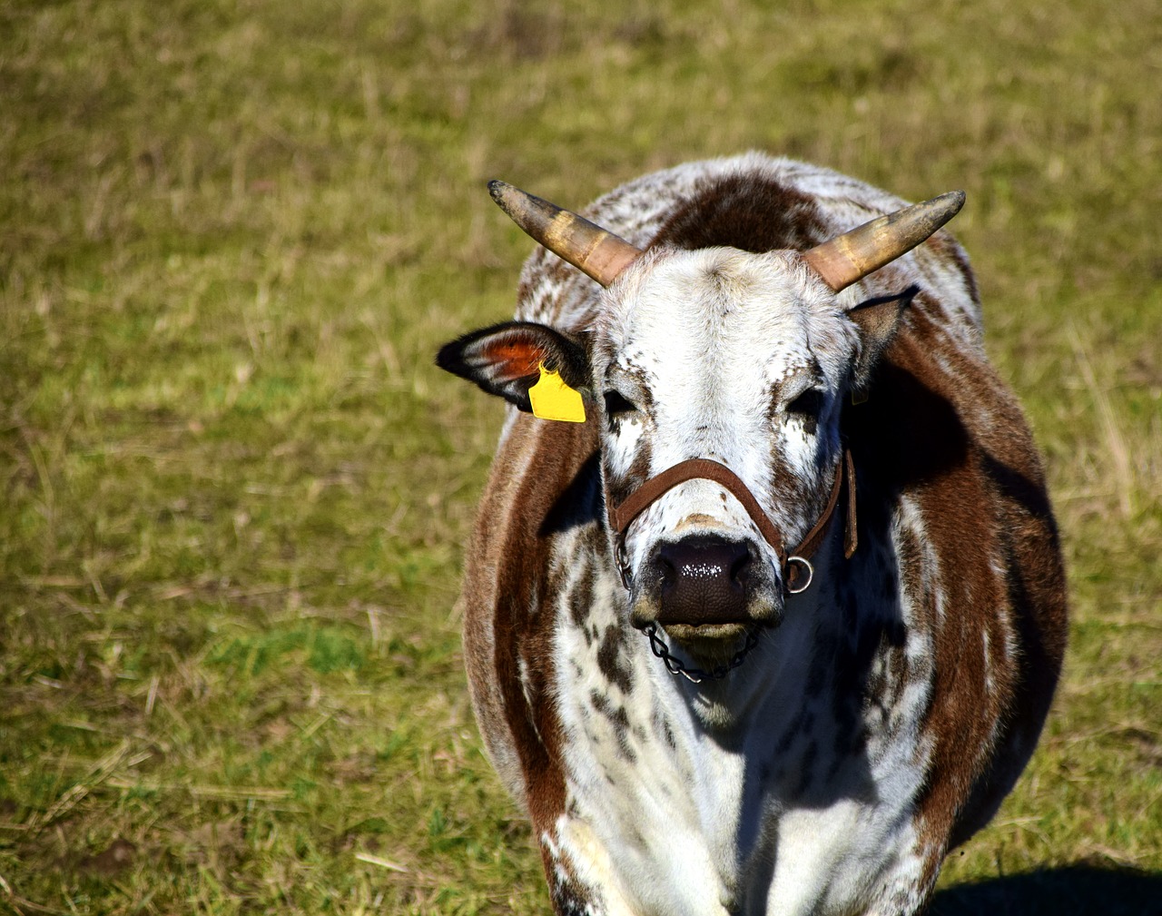 Image - zebu cow beef pasture graze