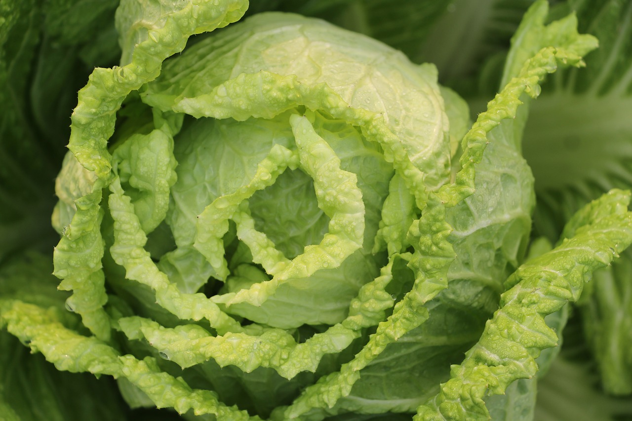 Image - vegetable chinese cabbage