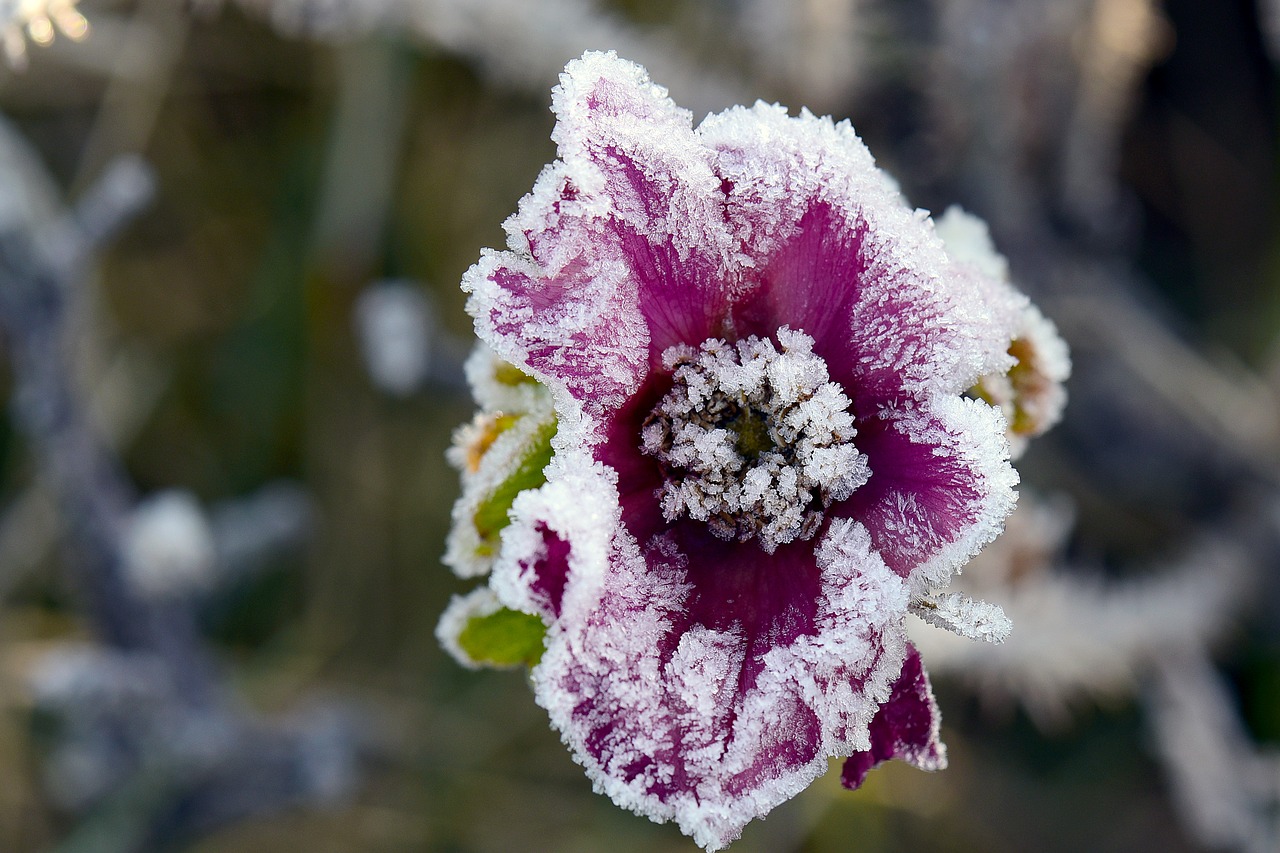 Image - ice flowers rose hoarfrost winter