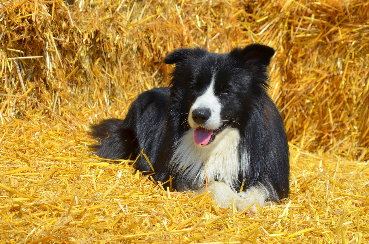 Image - dog border collie british sheepdog