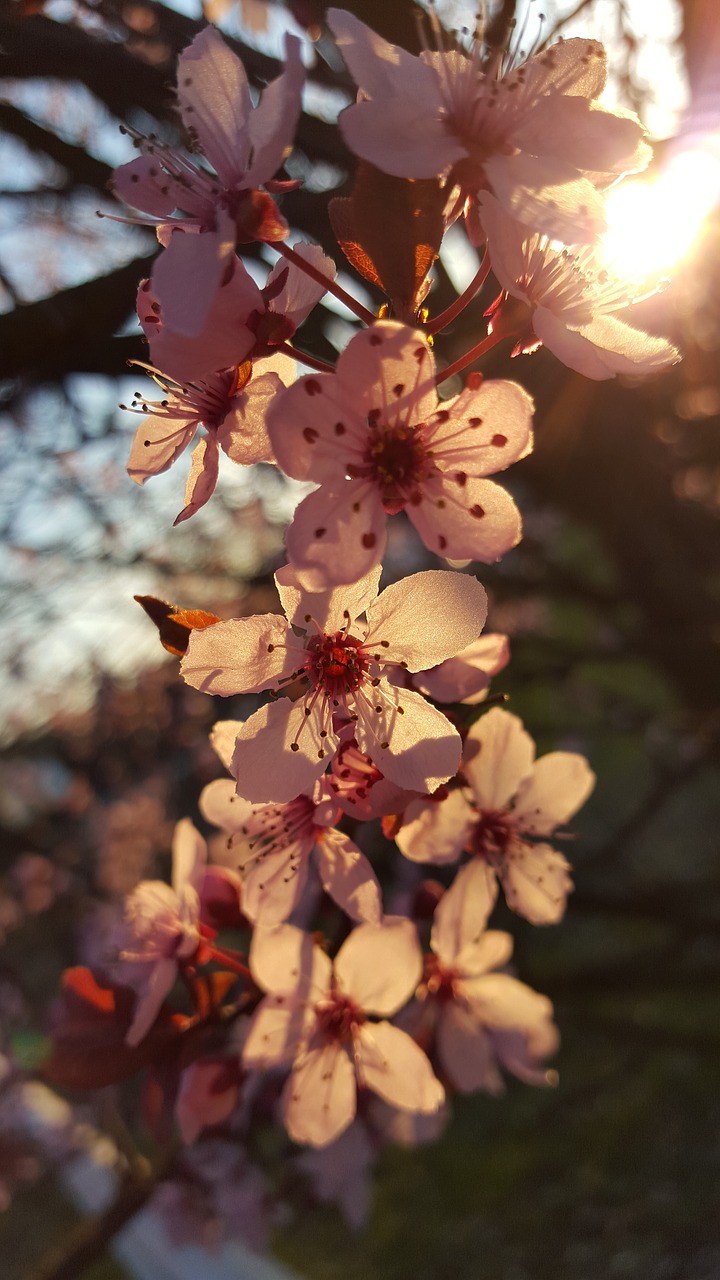 Image - blossom bloom cherries light