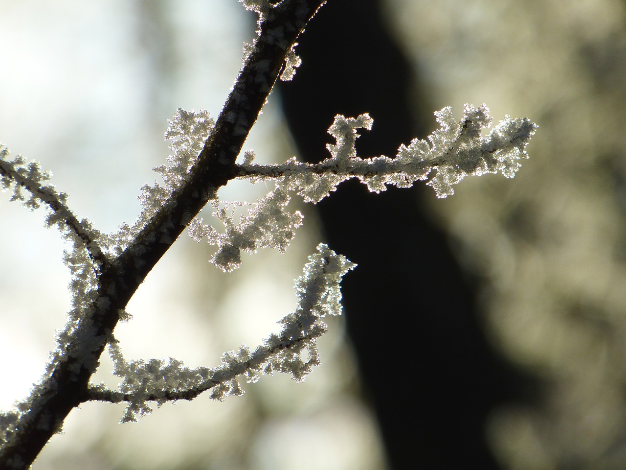 Image - branch gel frost winter cold