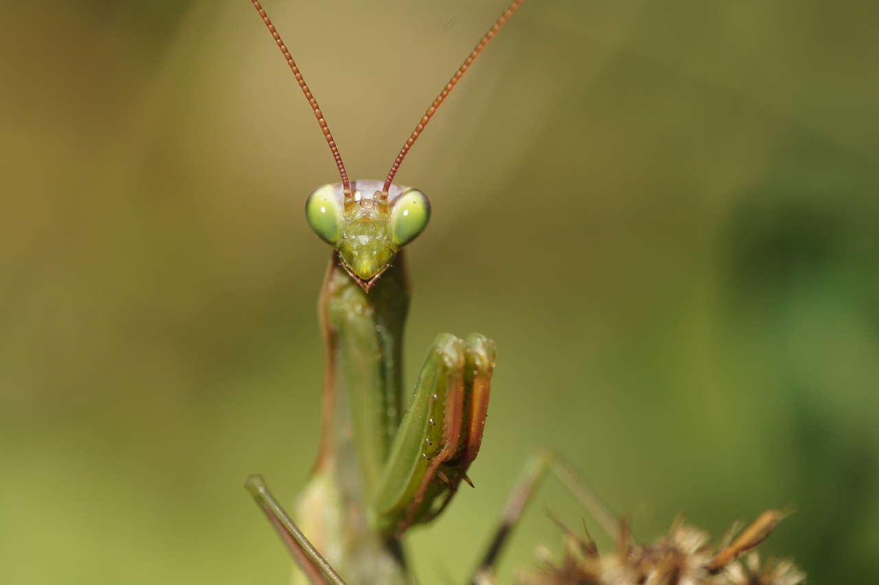 Image - praying mantis insect nature animal