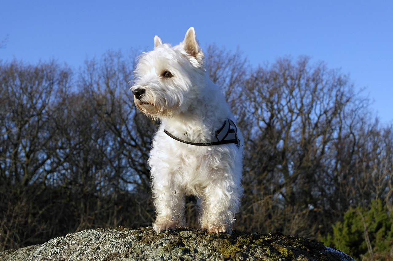 Image - dog westie terrier white highland