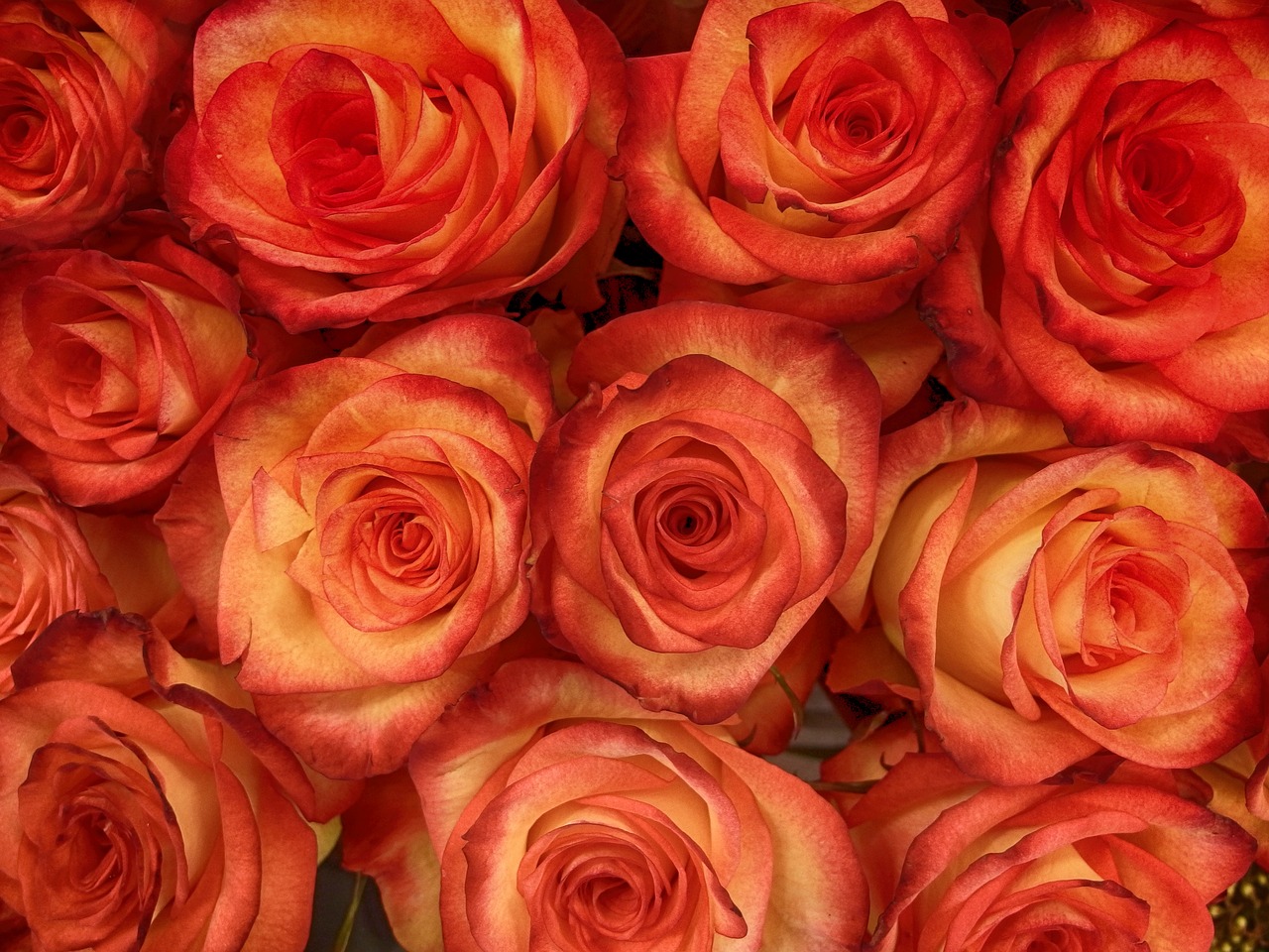 Image - rose buds bloom bright red rosa