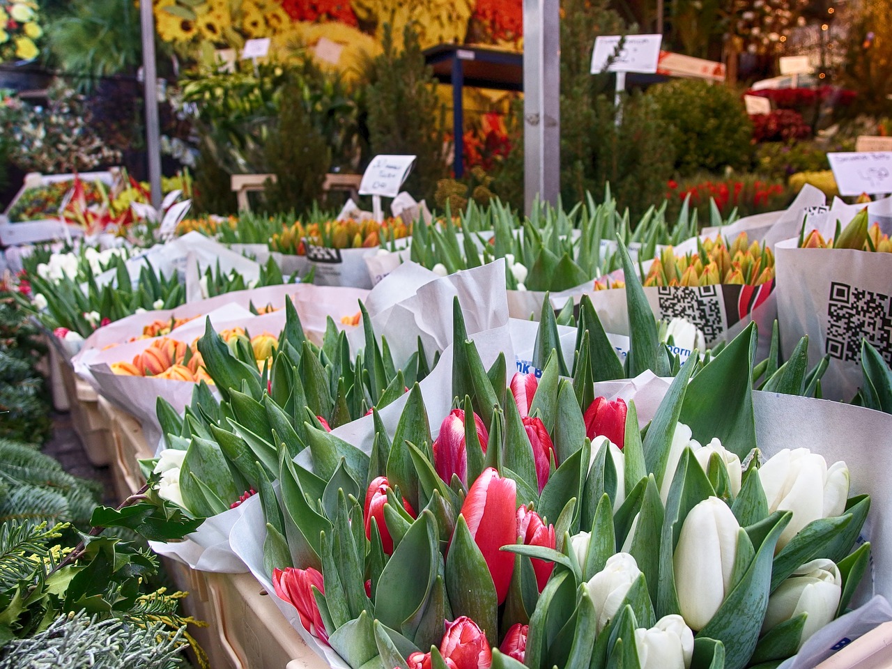 Image - tulips amsterdam flowers bloom