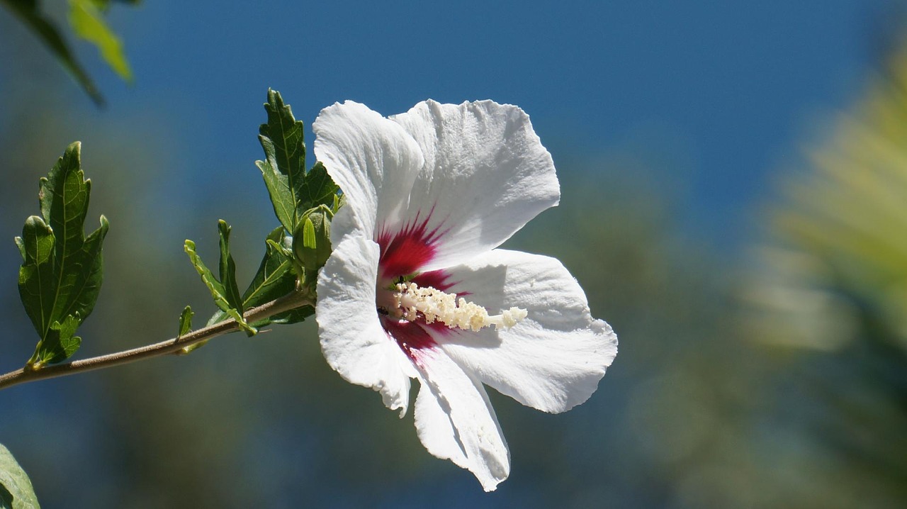 Image - hibiscus blossom bloom flower