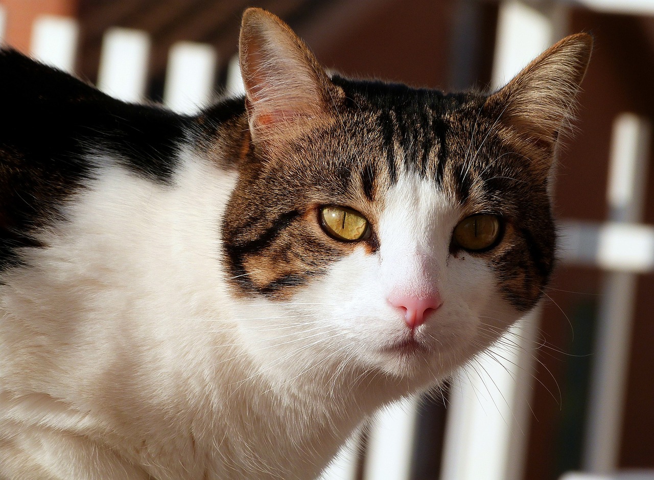 Image - cat feline portrait shorthair