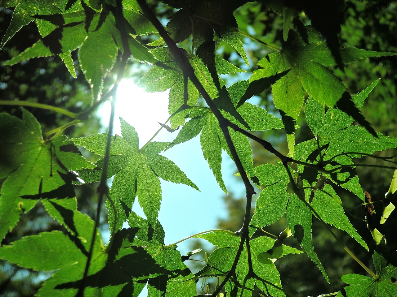 Image - sunbeams green landscape forest