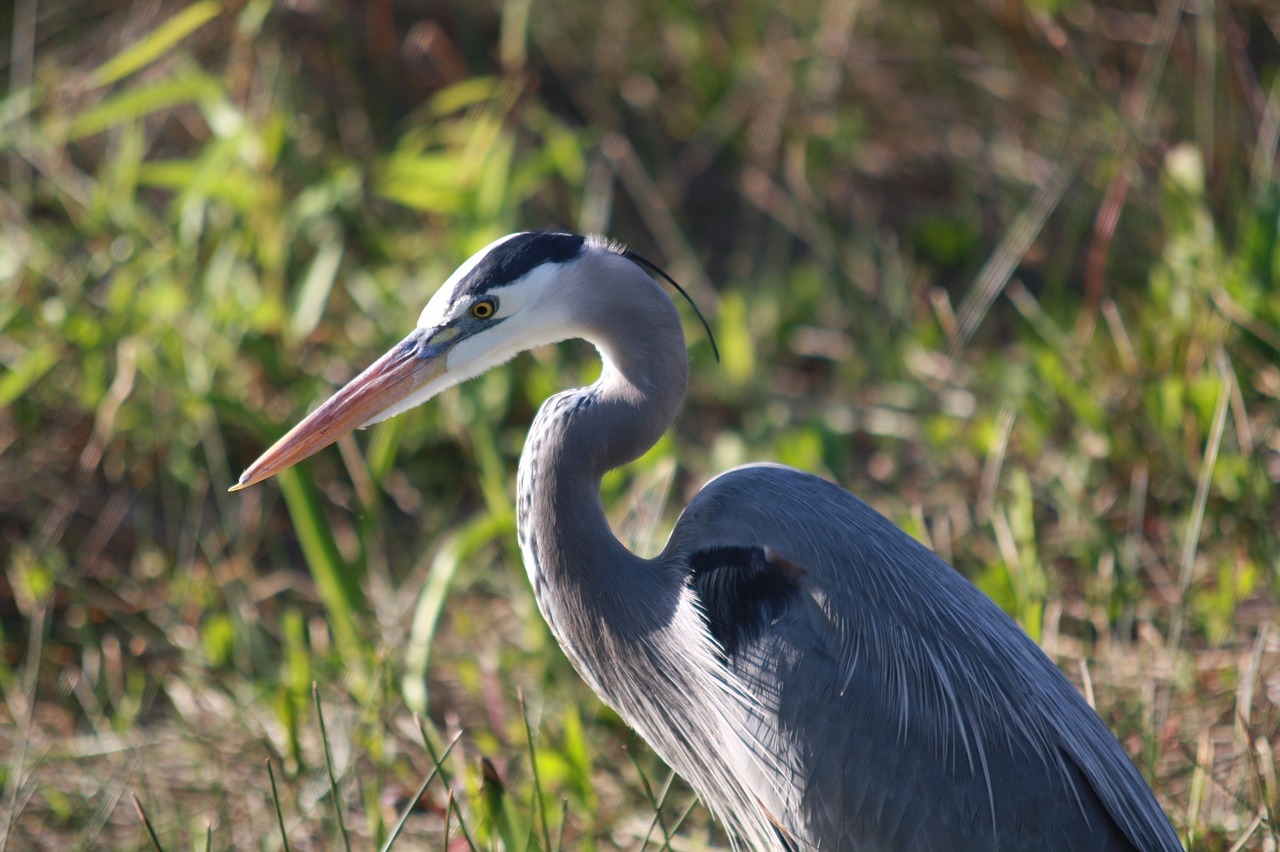 Image - great blue heron wildlife bird