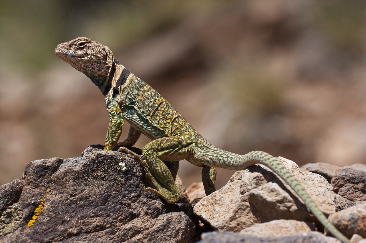 Image - collared lizard reptile wildlife