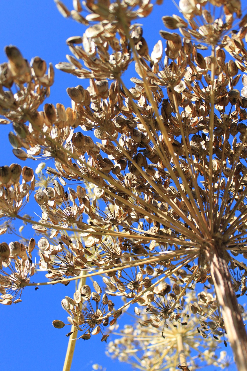 Image - plant reverse light branch nature