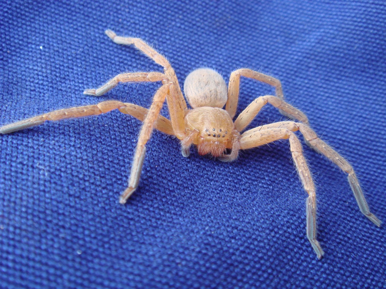 Image - spider blue crawling eight legs