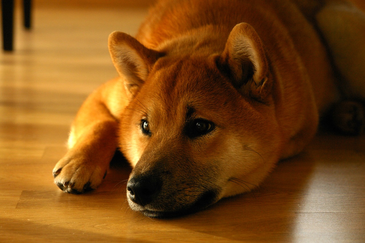 Image - shiba inu dog smile portrait