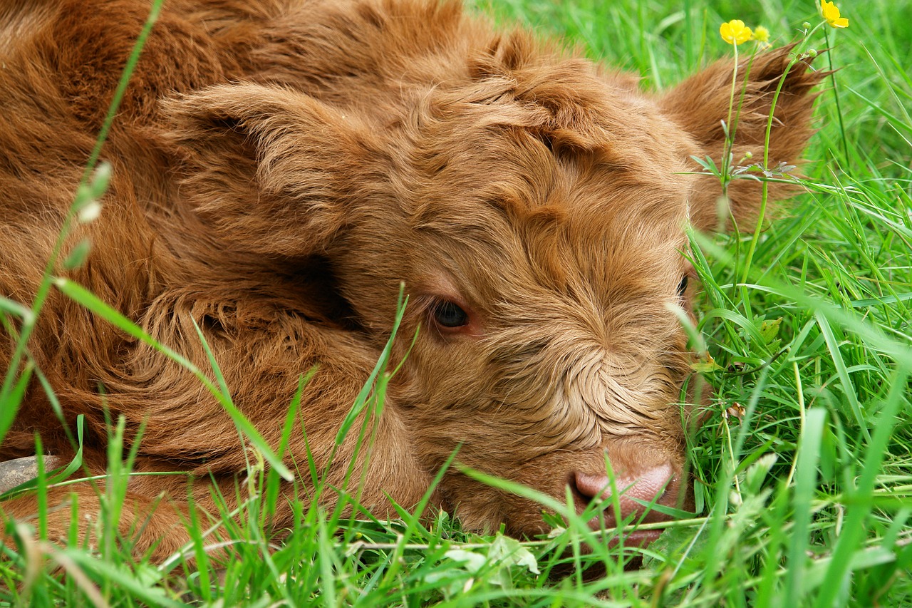 Image - highland beef calf