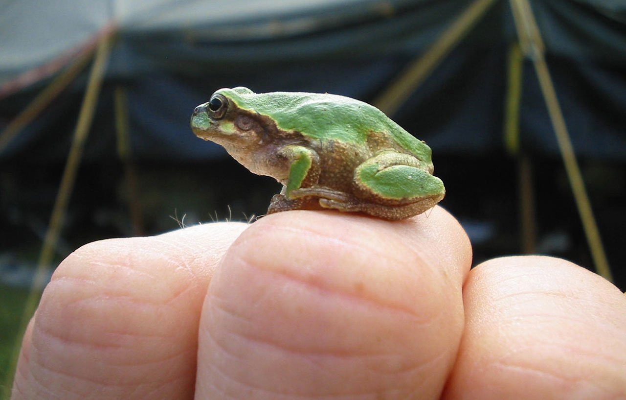 Image - frog tiny macro green amphibian