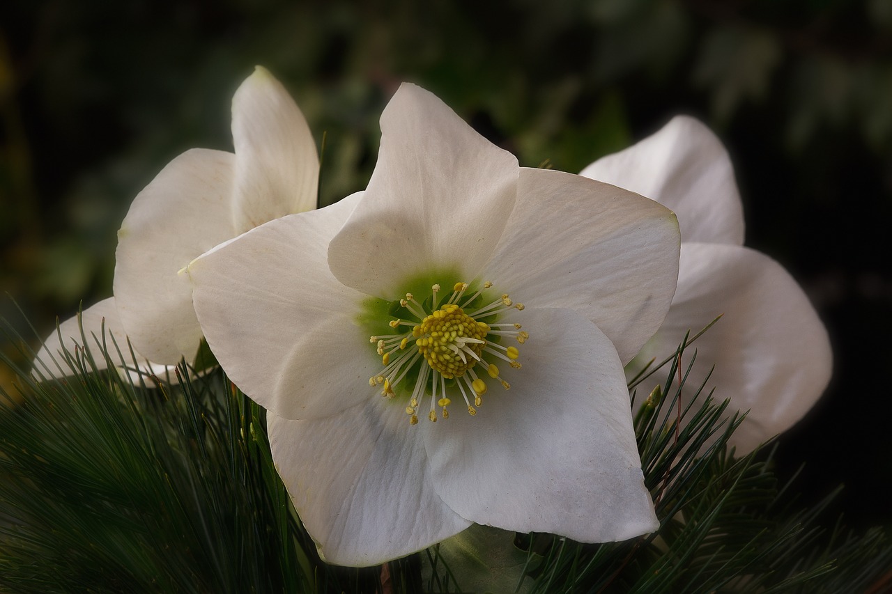 Image - nature flowers christian roses