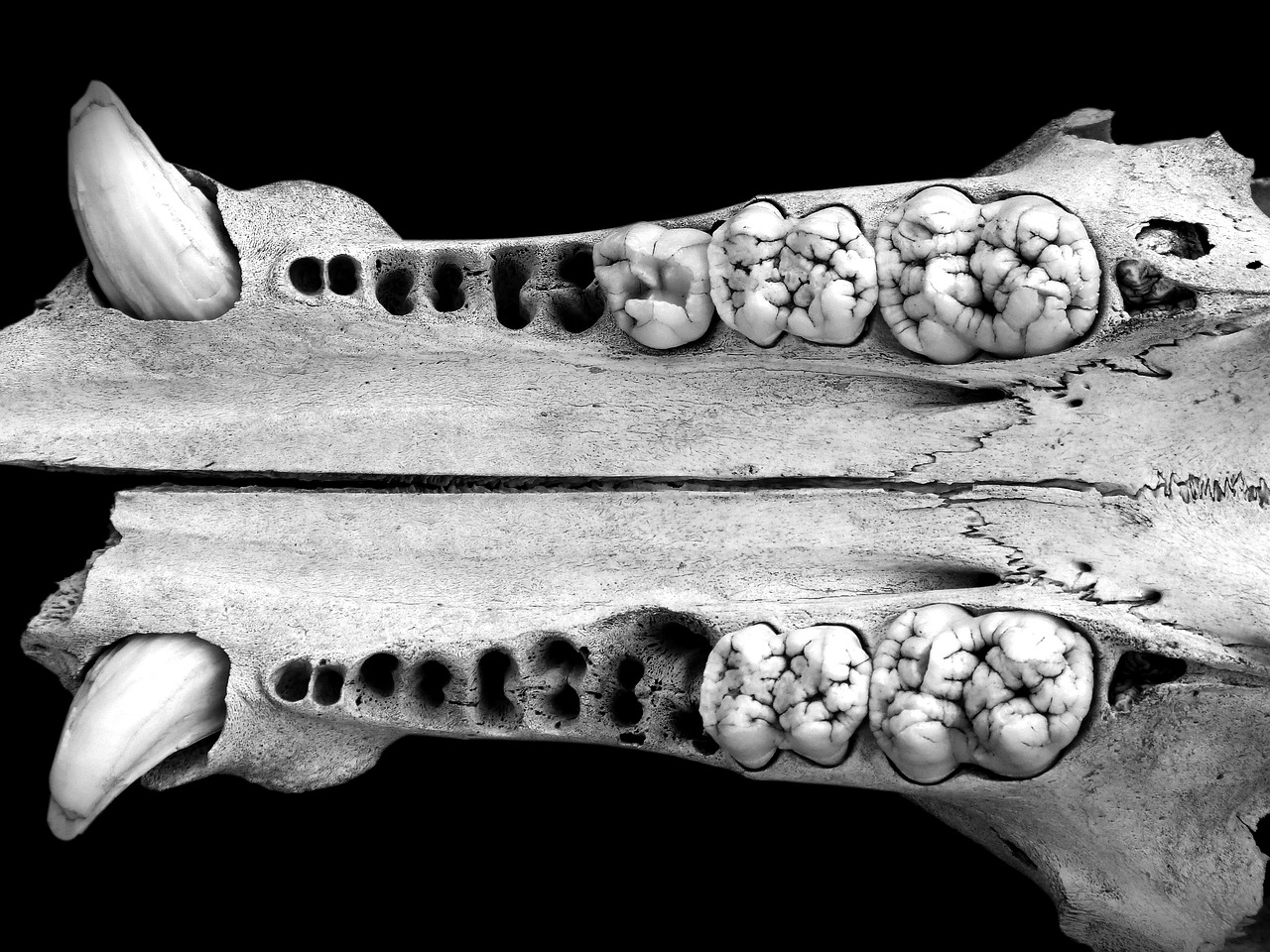 Image - jaw fangs teeth skull wild pig