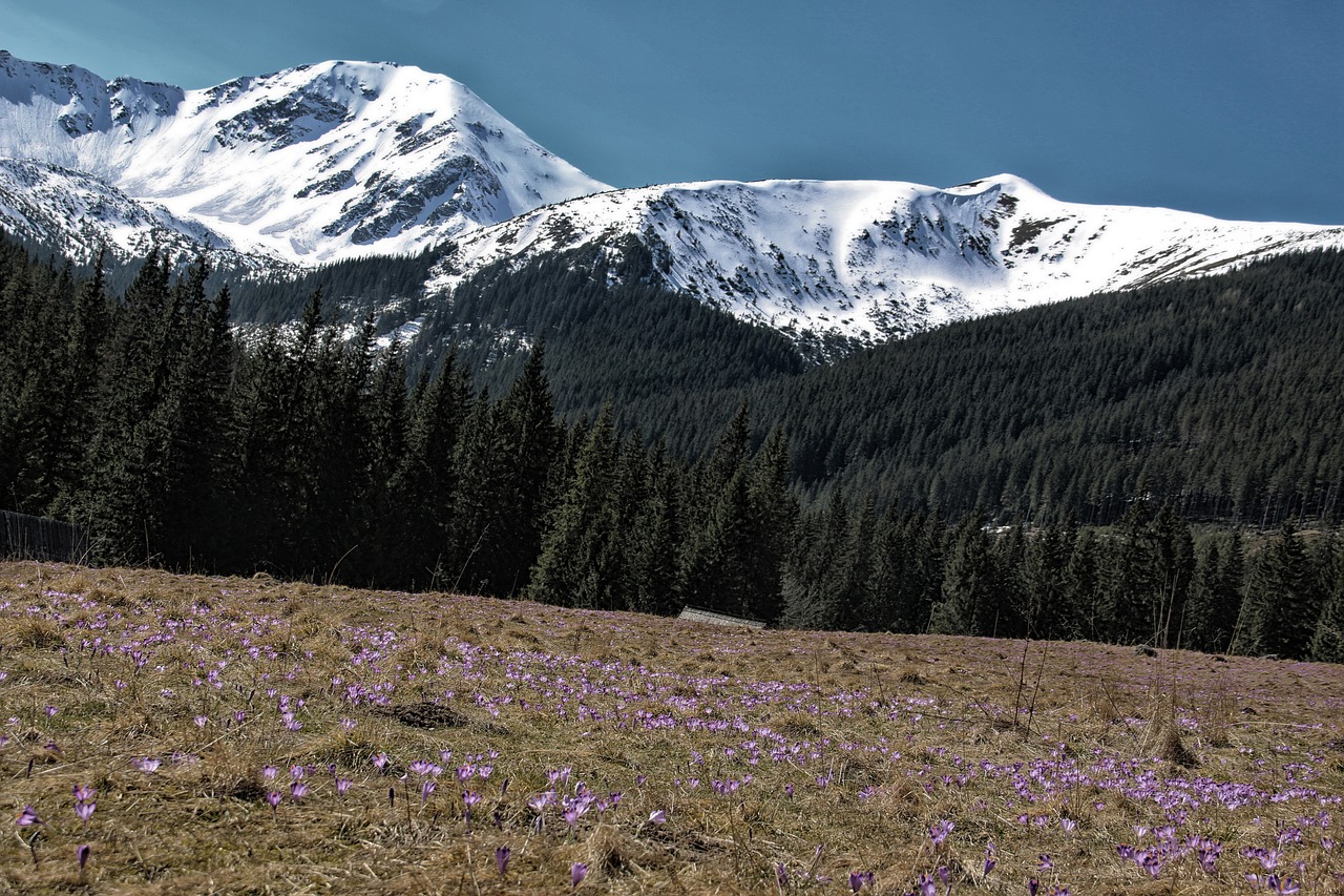 Image - tatry chochołowska valley crocus