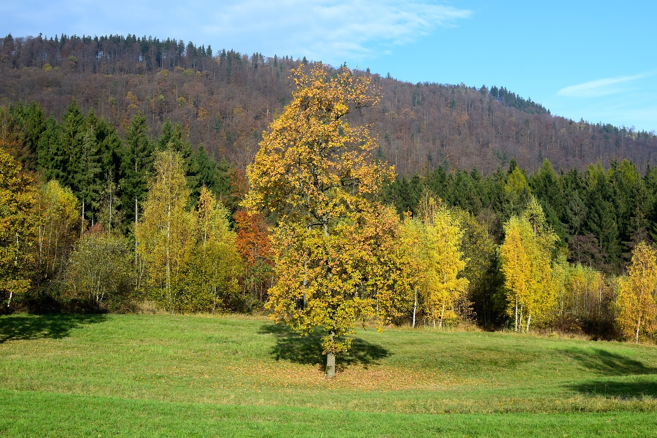 Image - landscape autumn tree mountains