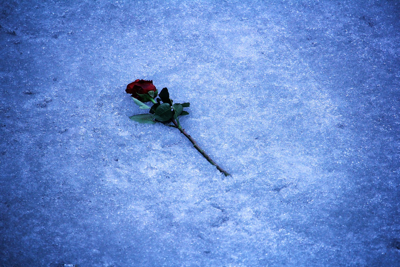 Image - rose romance ice flowers