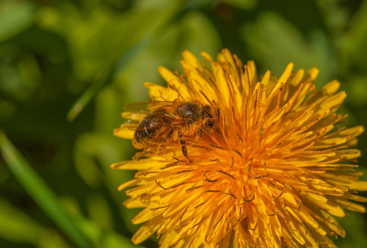 Image - bee flower dandelion plant insect