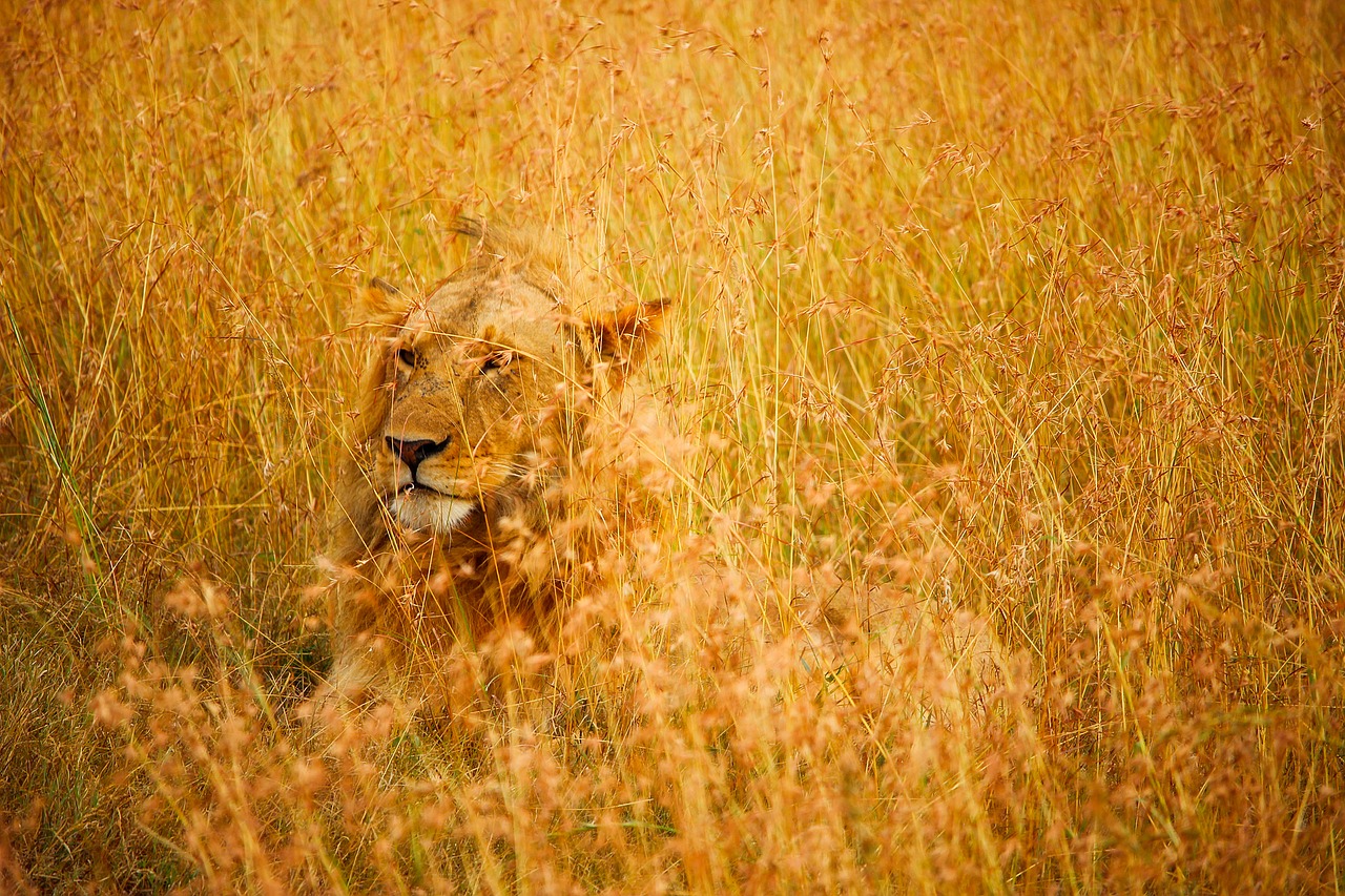 Image - lion male wildlife animal predator