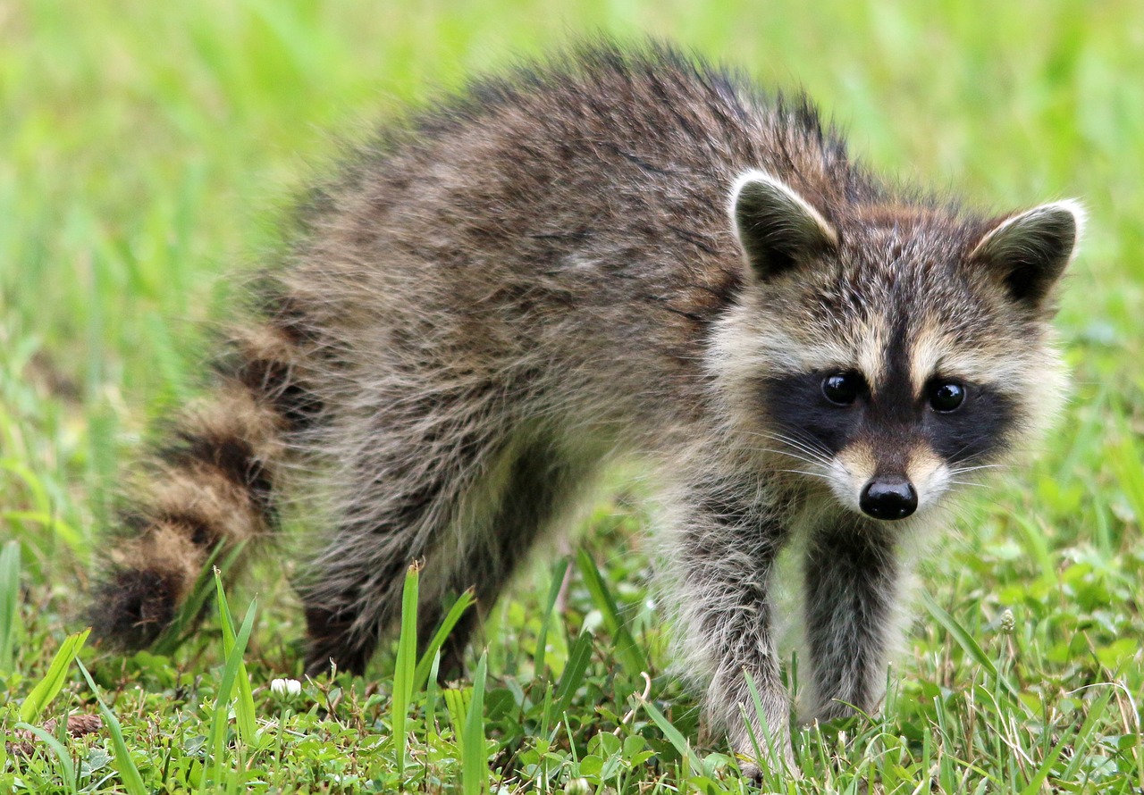 Image - raccoon animal wildlife forest