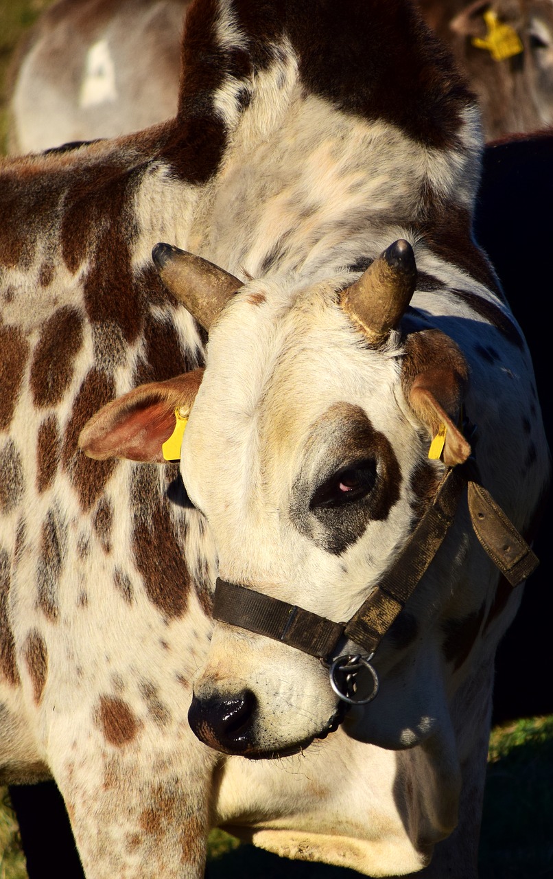 Image - zebu beef cow grazing livestock