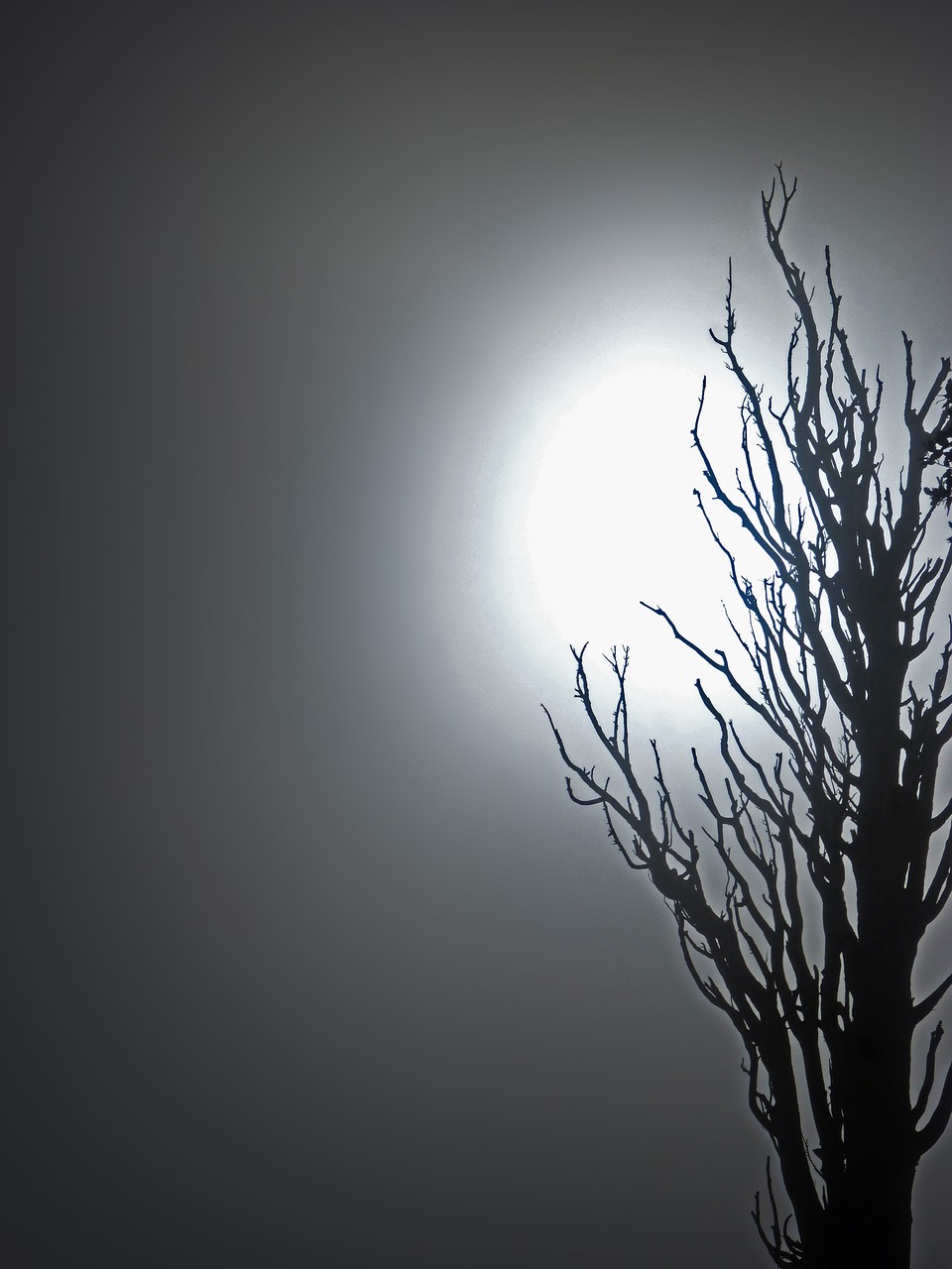 Image - dead tree fog mystery terror