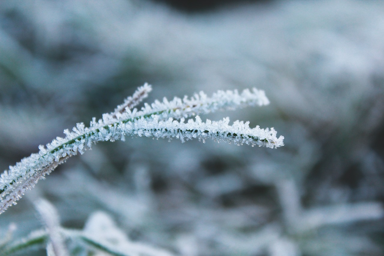 Image - frost nature cold frozen winter