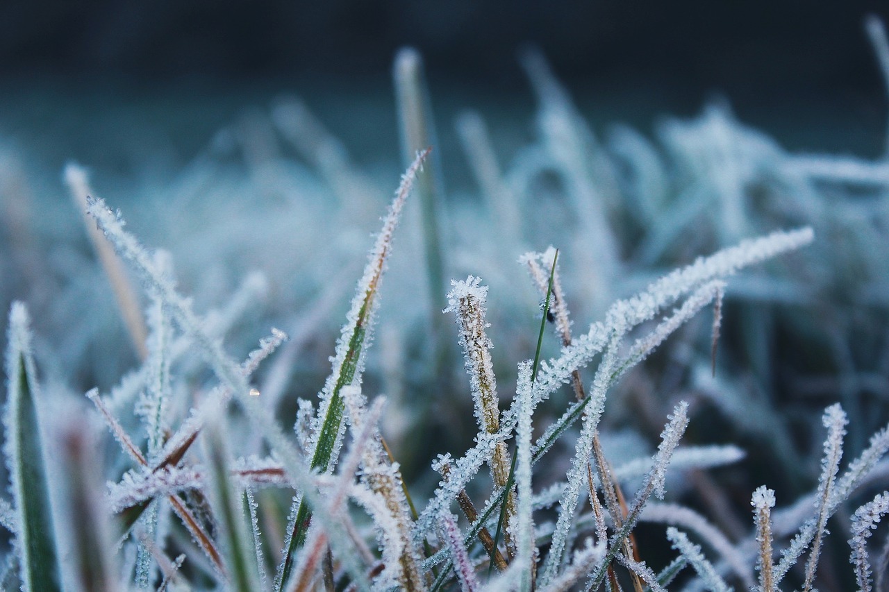 Image - frost nature cold frozen winter