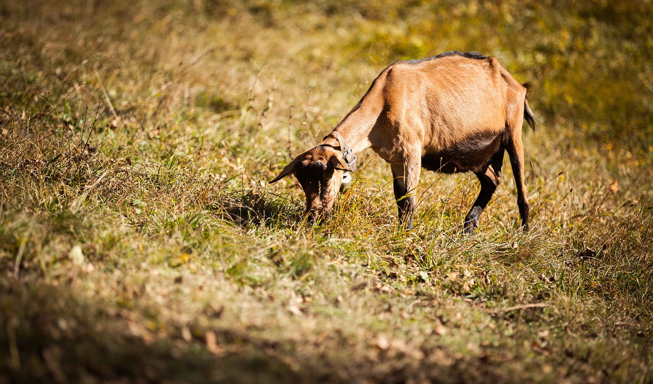 Image - goat mountain nature green grass