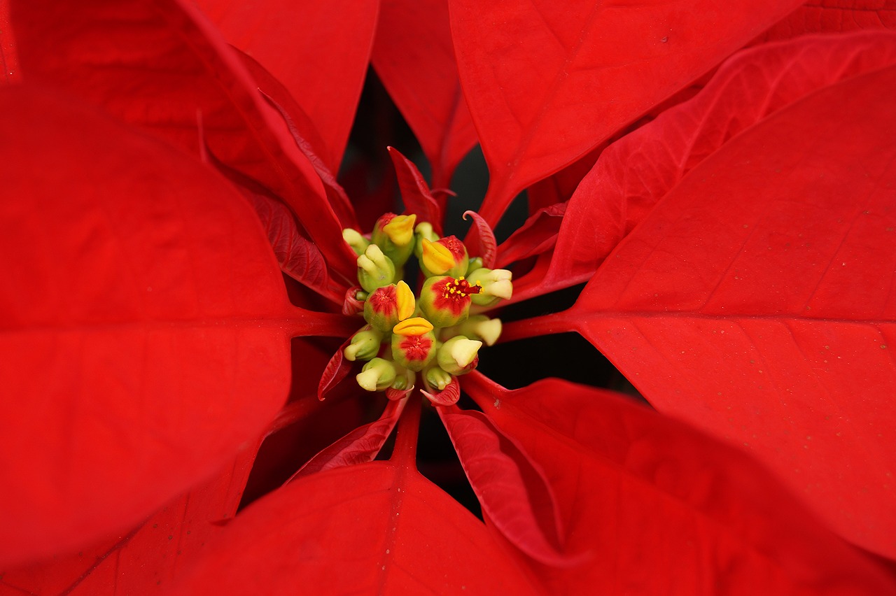 Image - good night christmas flower