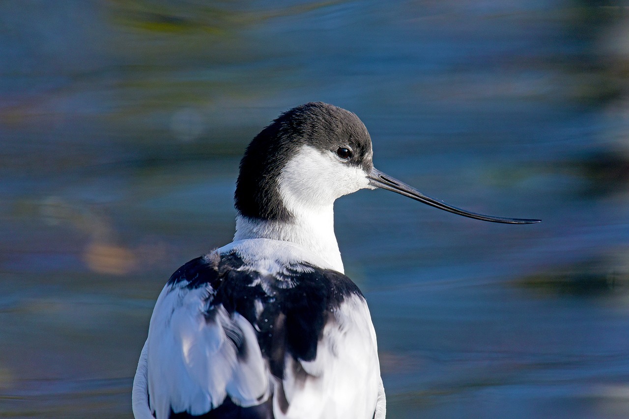 Image - avocet waders north sea birds