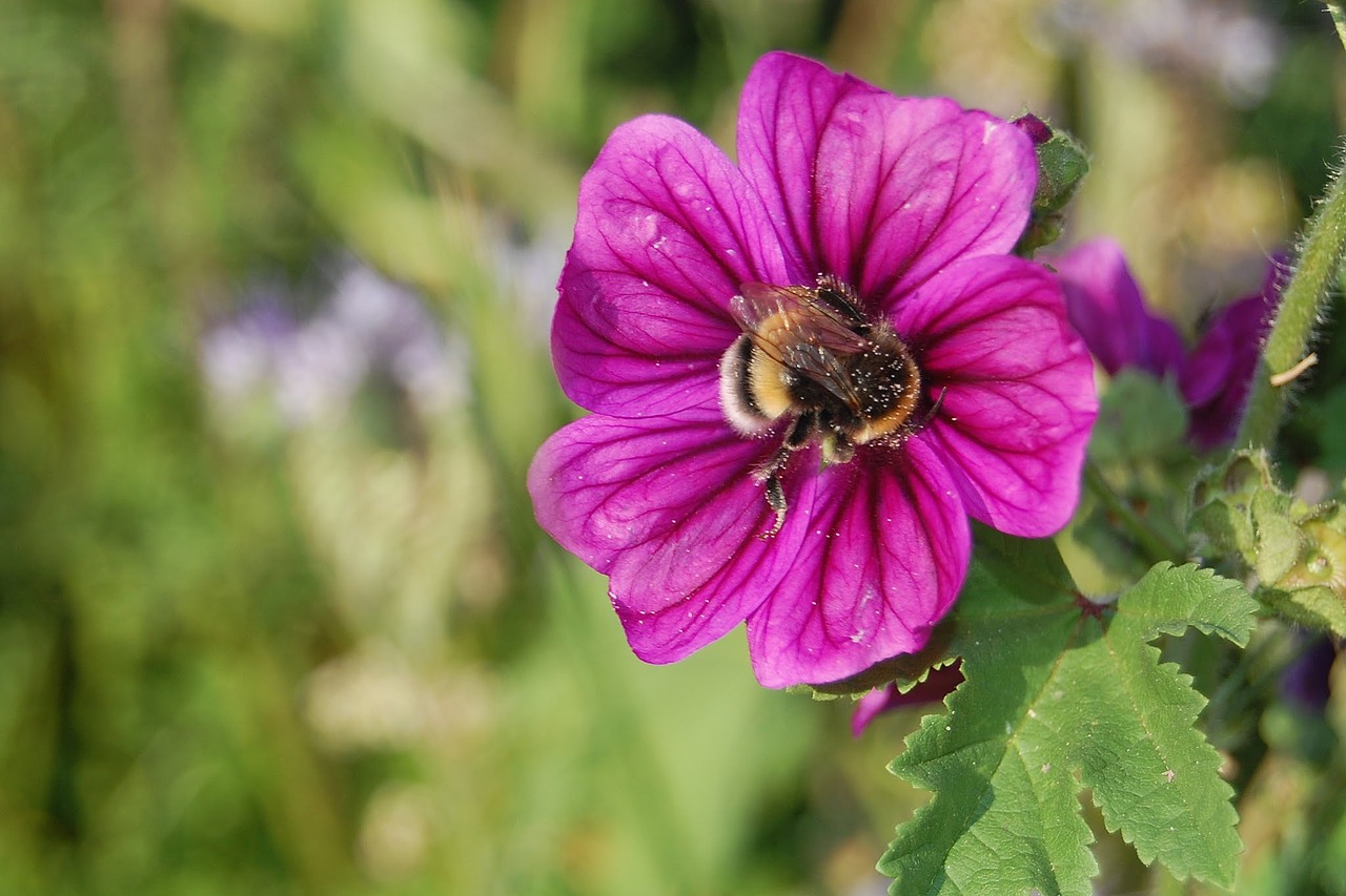 Image - flower nature eifel