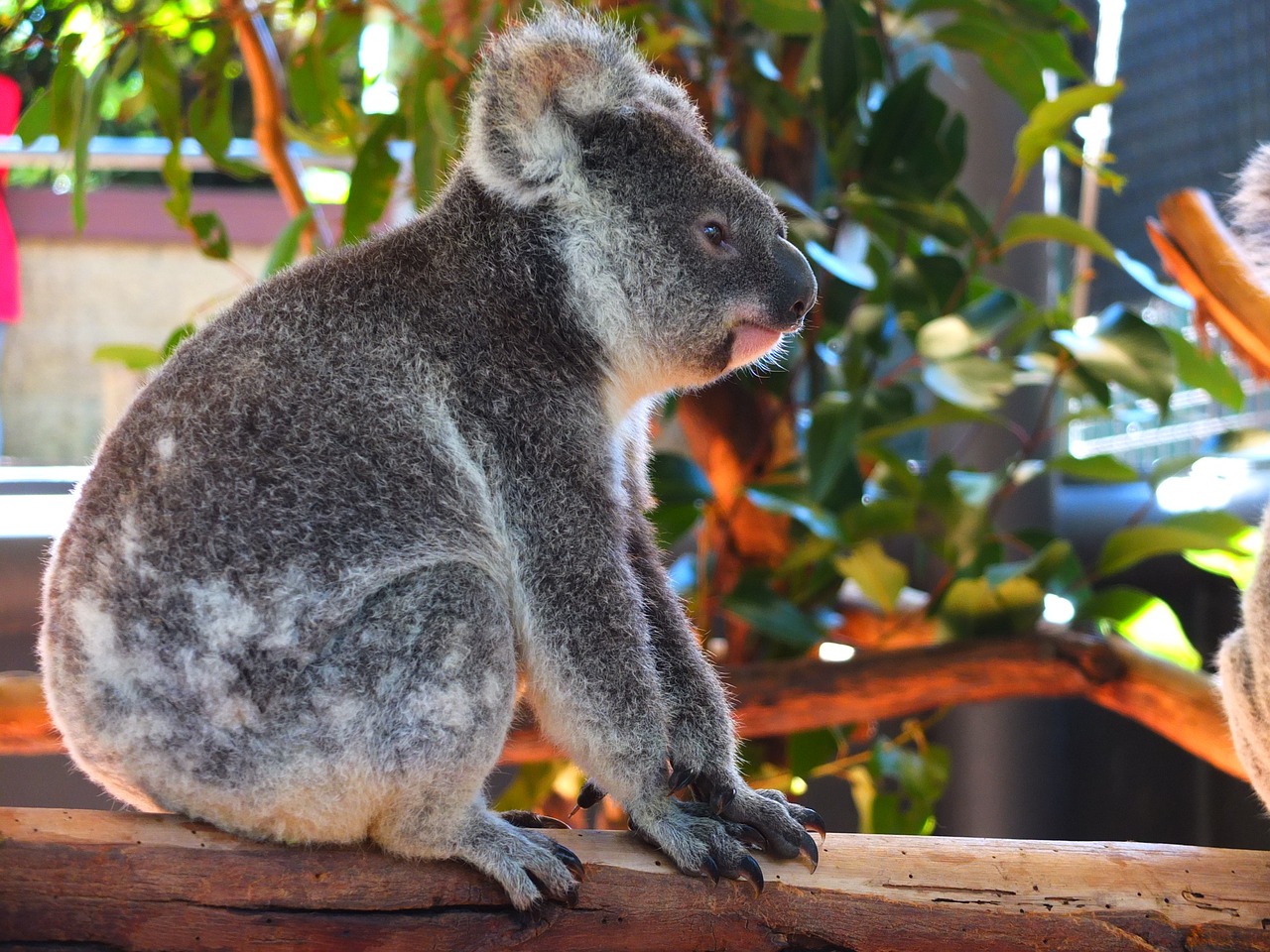 Image - koala pet australia zoo cute