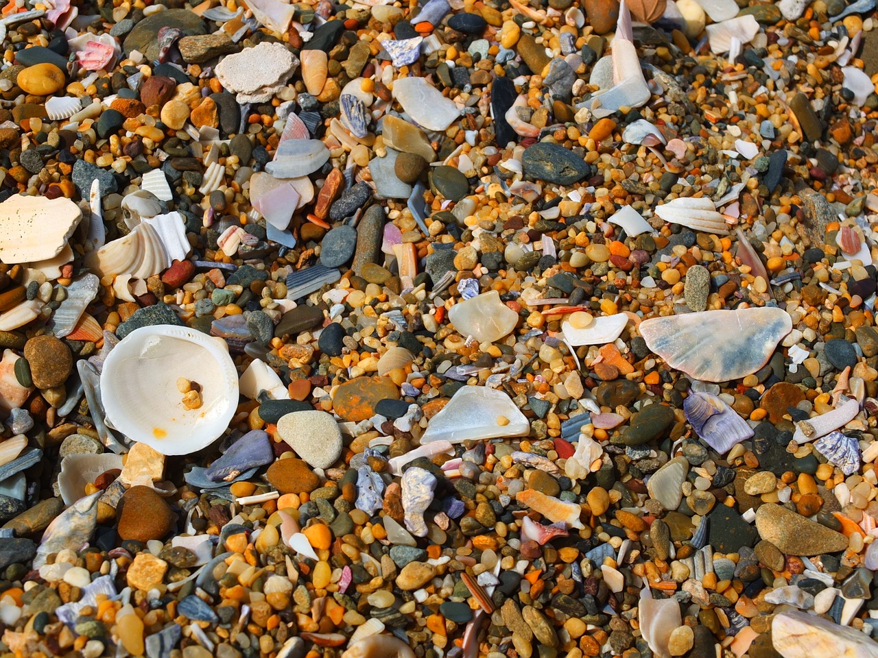 Image - shell sand beach stone texture