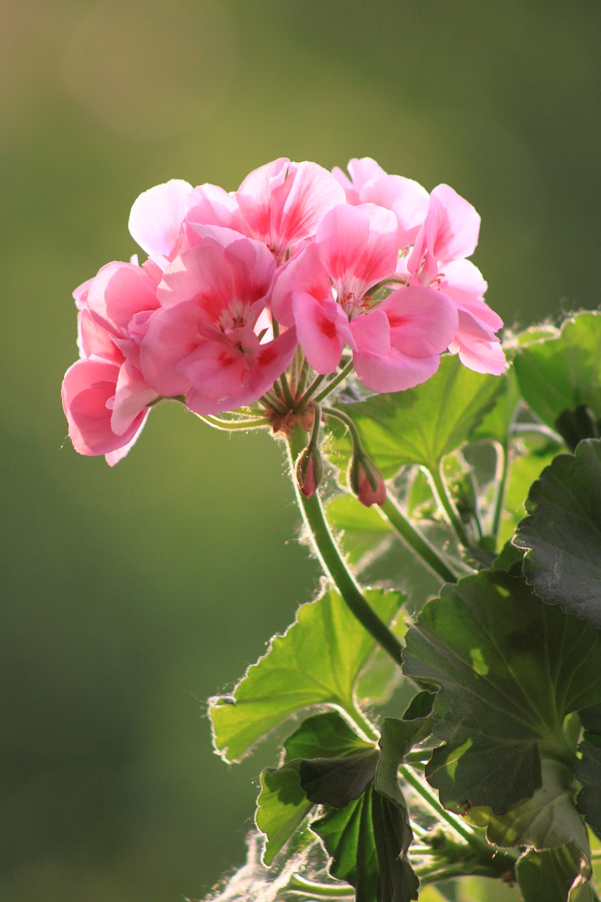 Image - geranium flower macro nature