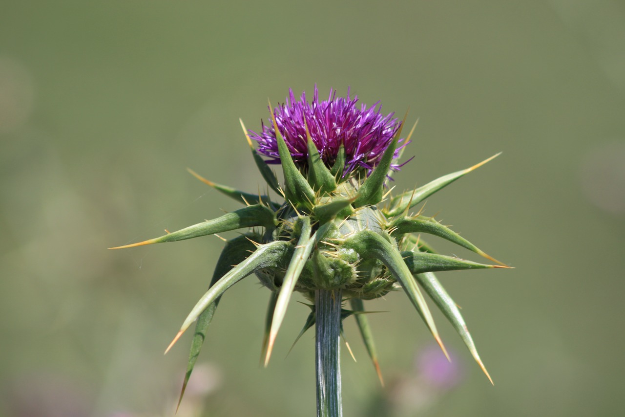 Image - flower dea purple thistle nature