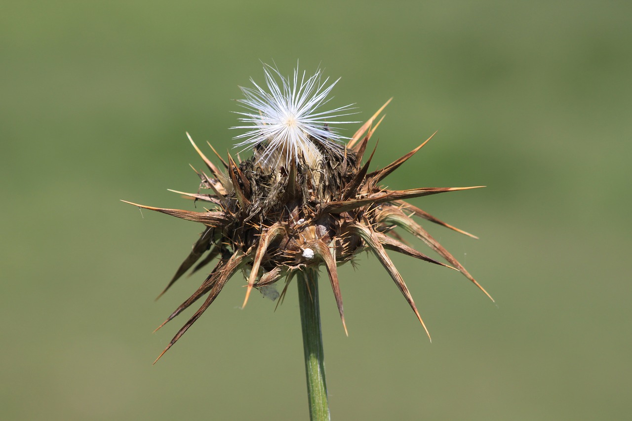 Image - dea thistle plant nature