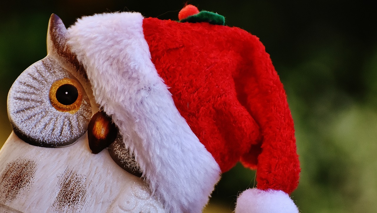 Image - christmas owl santa hat