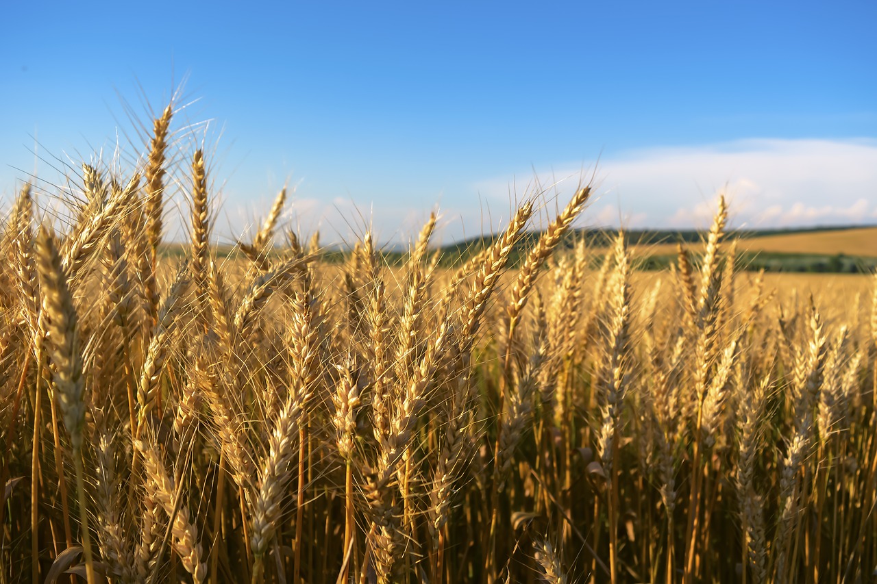 Image - field wheat klosova gold yellow